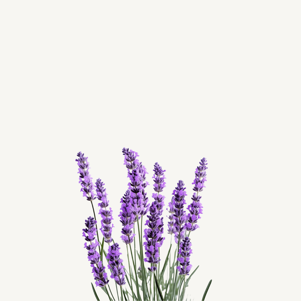 Organic Lavender