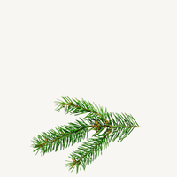 Organic Fir Needle